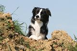 BORDER COLLIE 559